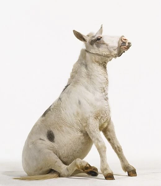 Hinny (Equus caballus x Equus asinus), sitting on bottom, resisting pulling of rope, side view