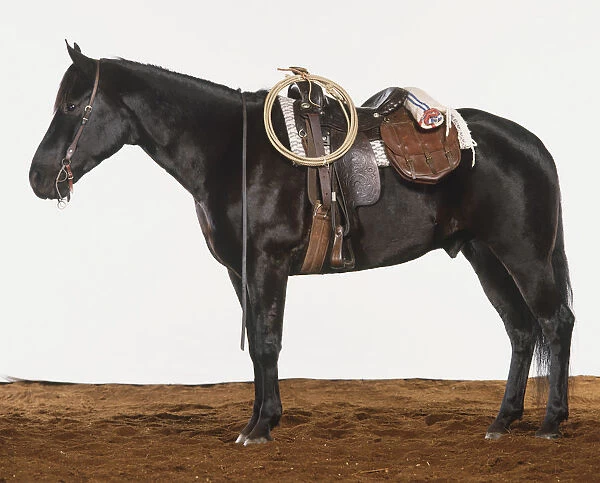Horse ready having been saddled