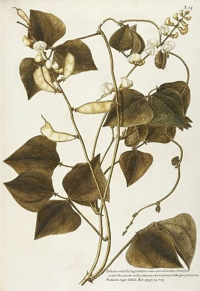 Hyacinth Bean (Dolichos lablab), Fabaceae, Annual herbaceous plant native to tropical regions, watercolor, 1770-1781