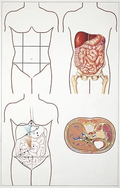 Illustration of abdomen