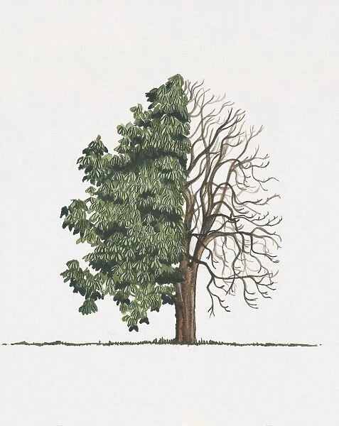 Illustration of Aesculus flava (Sweet buckeye), a deciduous tree showing shape of canopy with summer leaves or foliage and bare winter branches