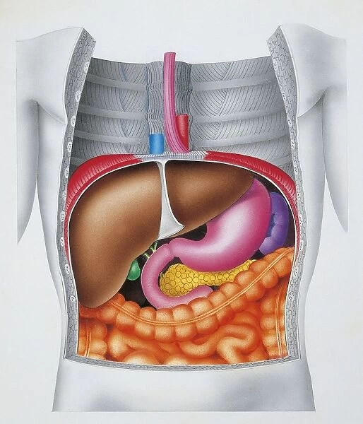 Illustration of human liver