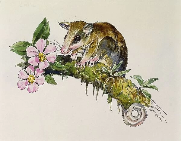 illustration representing Murine Mouse Opossum Marmosa murina