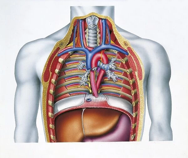 Illustration showing cross section of human chest