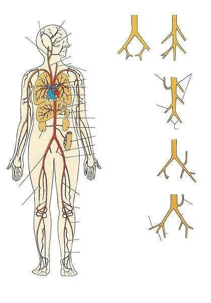 Illustration showing human circulatory system