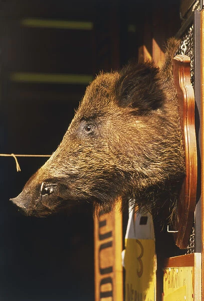 Italy, Central Tuscany, Chianti, boars head on polished wood plaque at entrance to store, profile view