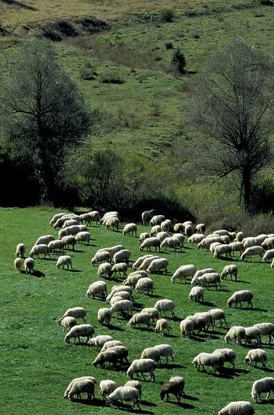 Italy. Lazio. Sabina. Flock of Sheep