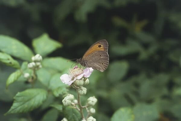 Italy, Southern Tuscany, Maremma region, Meadow Brown Butterfly (Maniola jurtina) feeding on wildflower, close-up