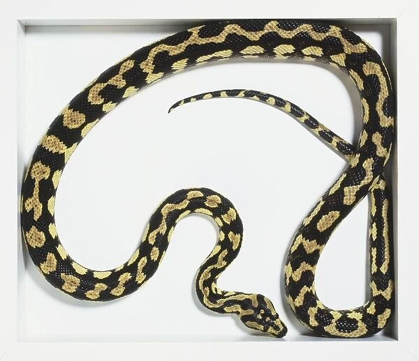 Jungle Carpet Python (Morelia spilota cheynei), black snake with beige patterns, curled up, view from above