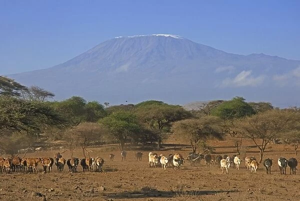 Kenya, Amboseli National Park, herd of cattle under Mount Kilimanjaro
