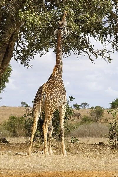 Kenya, Tsavo National Park, giraffe eating leaves from tree, rear view
