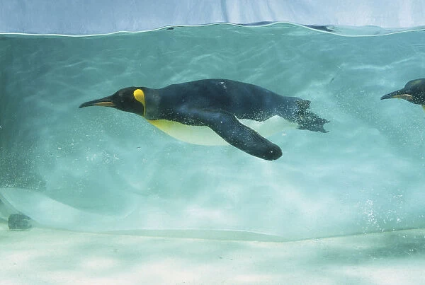 King Penguin, Aptenodytes patagonicus, swimming in tank of water, side view