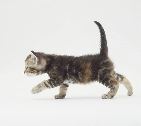 Kitten (Felis catus), walking