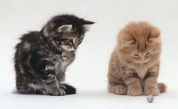 Two kittens looking at a ball on the floor