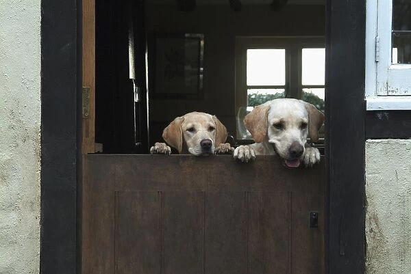 Two Labrador dogs looking over wood door
