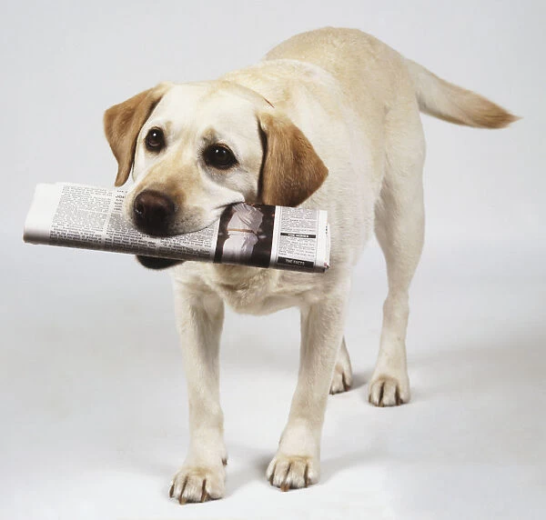 Labrador Retriever (Canis familiaris) with rolled up newspaper between its teeth