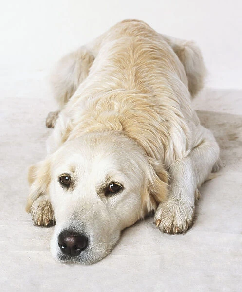 Labrador Retriever (Canis familiaris), lying on the floor, facing forward