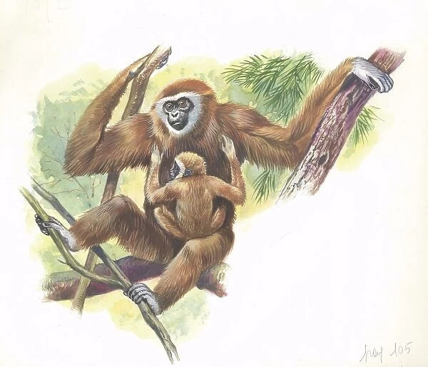 Lar gibbon Hylobates lar with a young, illustration