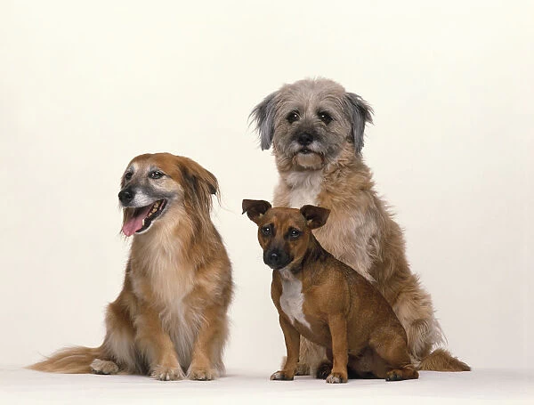Three large, small and medium mongrel semi longhair, longhaired, and short-hair dogs sitting together