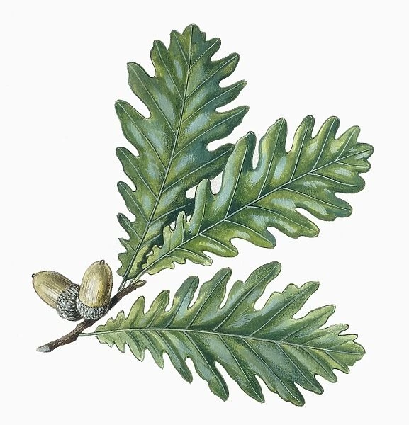 Leaves and acorns of Hungarian Oak Quercus frainetto, illustration