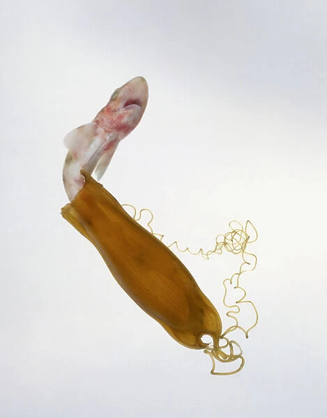 Lesser spotted dogfish (Scyliorhinus canicula) emerging from its egg case