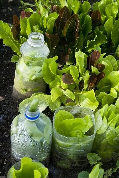 Lettuce planted in plastic bottles