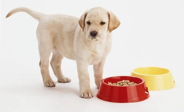 Light brown Labrador Retriever puppy (Canis familiaris) standing next to dog bowl