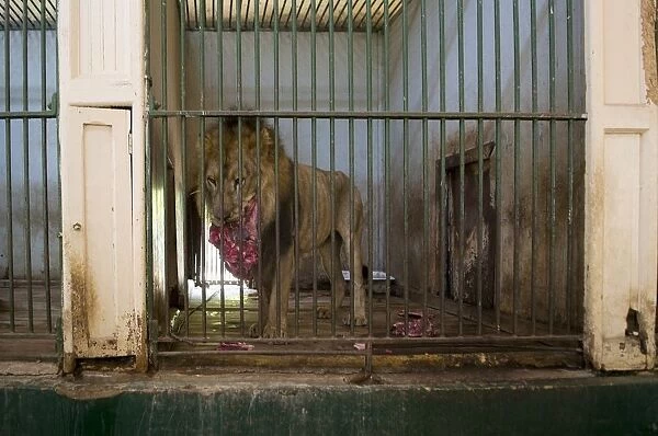 Lion in cage eating raw meat