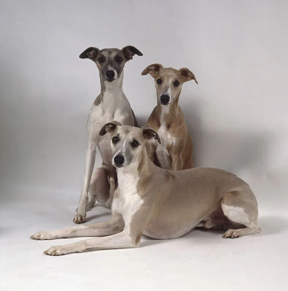 Three lithe gray whippets, two seated and one lying down in front