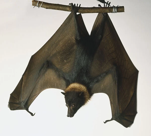 Malayan Flying Fox, Large Fruit Bat, Pteropus vampyrus, a furry brown fruit bat with a light ring around its neck hangs upside down on a thin branch held by a mans hand. Dorsal view