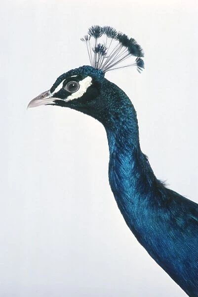 Male Indian Peafowl (Pavo cristatus) with head in profile showing fan-shaped crest, close-up