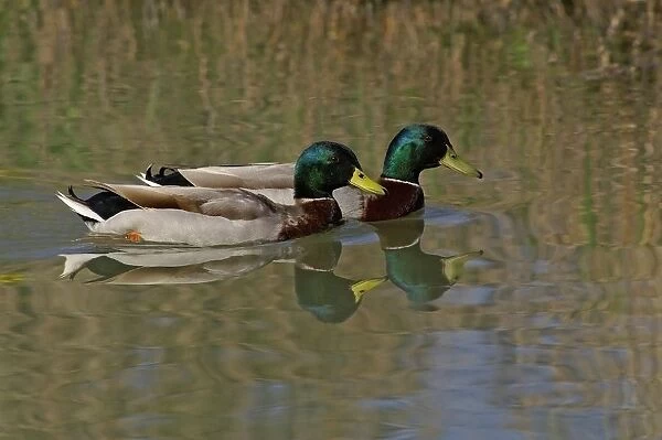 Mallard Duck. Anas Platyrhynchos. Europe. Italy. Lazio. Parco Nazionale del Circeo