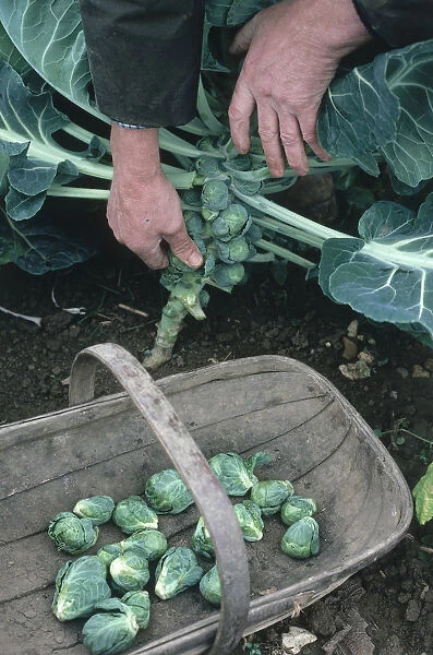 Man harvesting brussels sprouts by hand, picking them from the stem of the plant into a basket