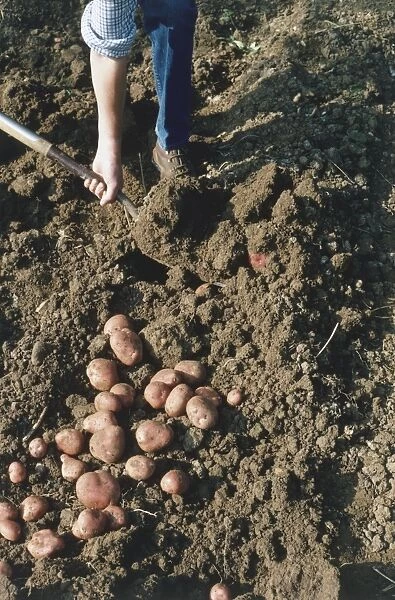 Man harvesting potatoes by hand using a fork