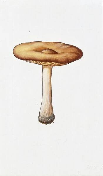Melanoleuca cognata, illustration