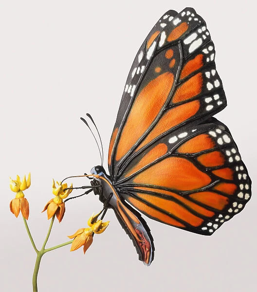 Monarch Butterfly (Danaus plexippus) feeding on Milkweed plant, side view