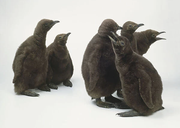 Four two month old brown penguins together