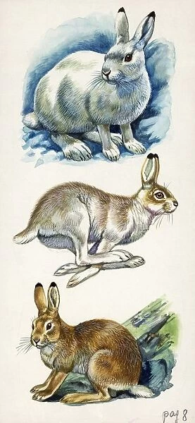 Mountain Hare Lepus timidus. illustration