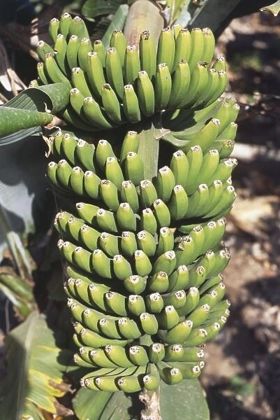 Musa sp. stem of green bananas