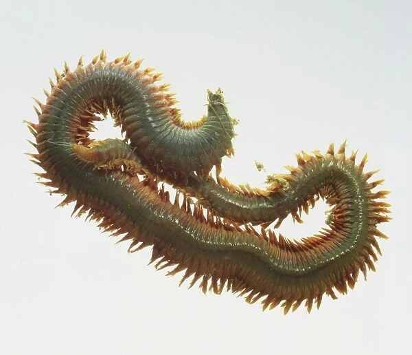 Nereis virens, king ragworm slithering, close up