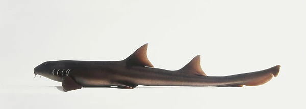 Nurse shark (Ginglymostoma cirratum), side view