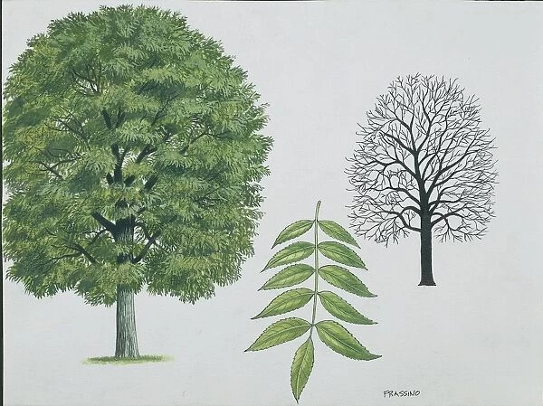 Oleaceae - European ash Fraxinus excelsior, illustration