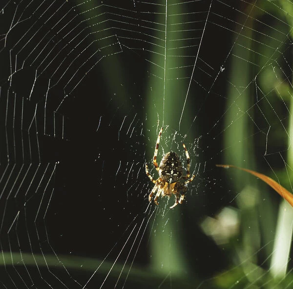Orb Weaver Spider on its Web
