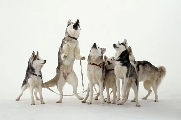 Pack of Siberian Husky dogs, one on hind legs