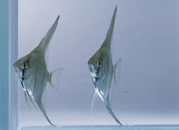 Pair of Angelfish (Pterophyllum scalare) in tank