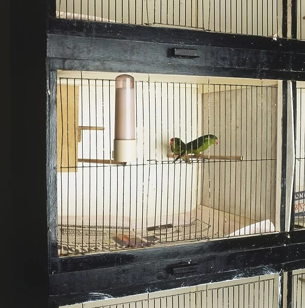 Pair of small parrots in a cage
