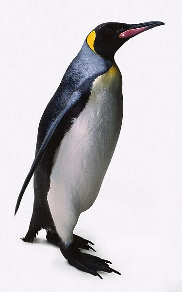 Penguin facing the right with its head pointing slightly up