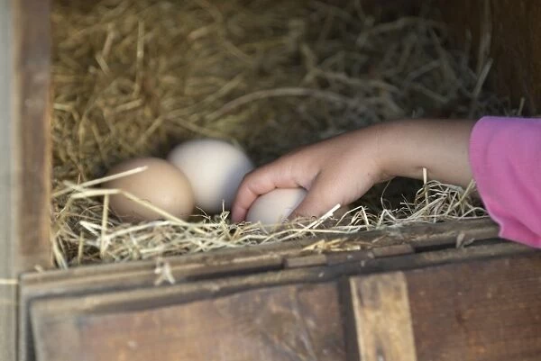 Person picking up one of three eggs from a bed of straw