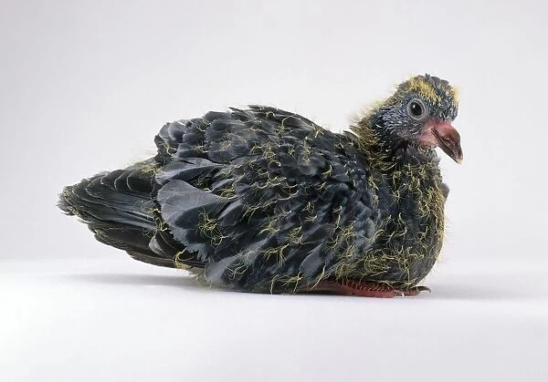 Pigeon (Columba livia), young bird, side view