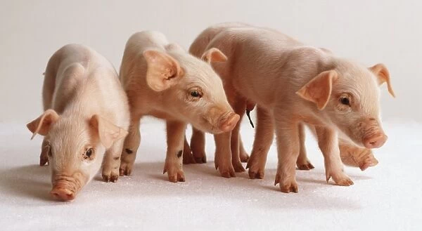 Four piglets standing, front view
